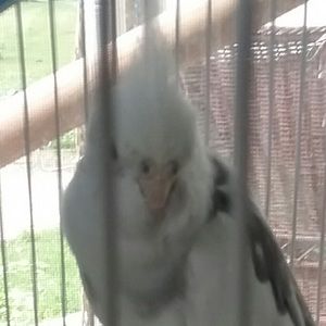 Meet your Posher, Renee